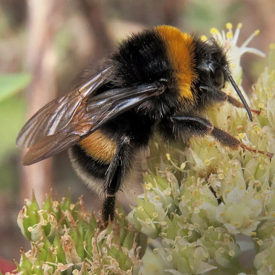 Шмель Земляной Bombus terrestris. Bombus Bombus Шмель. Степной Шмель Bombus fragrans. Шмель обыкновенный (Bombus).