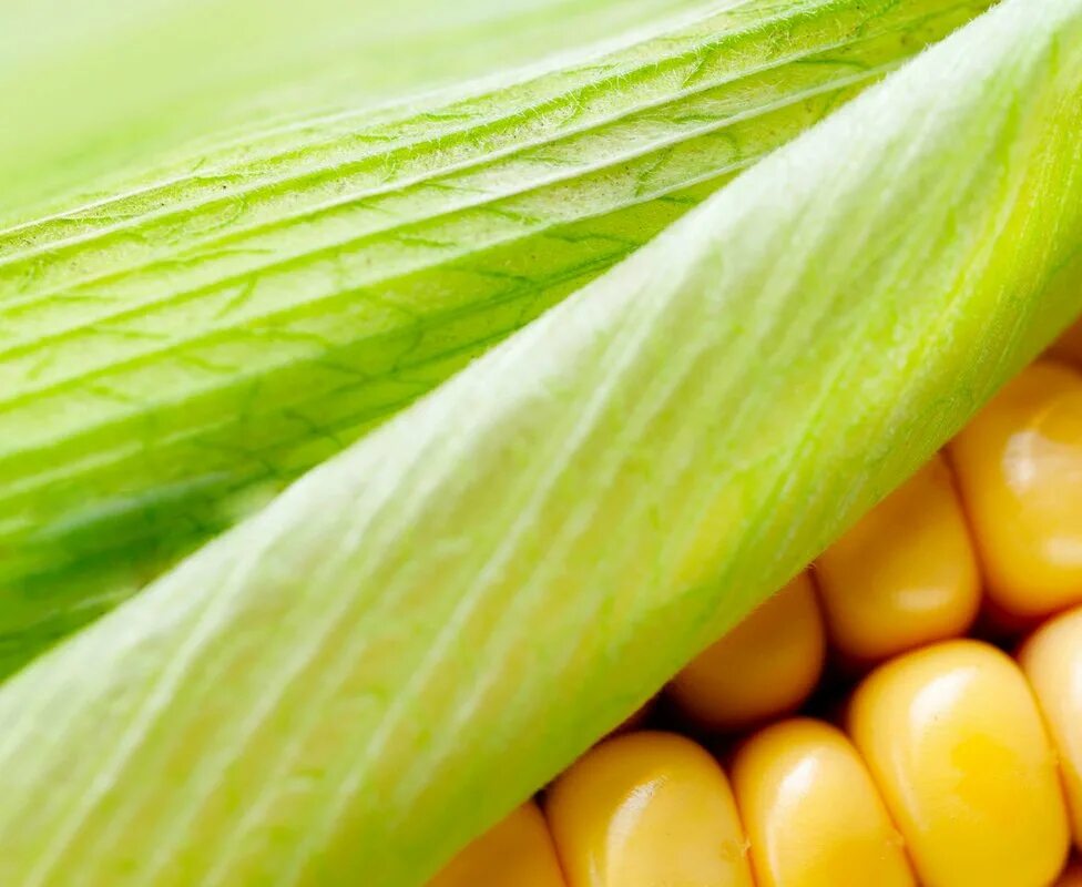 Кукуруза польза. Овощ похожий на кукурузу. Кукуруза текстура. Полезные продукты кукуруза. Польза кукурузной воды