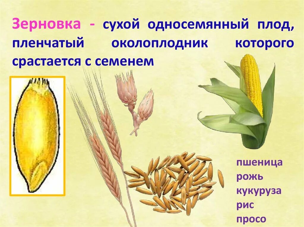 Зерновка пшеницы биология 6 класс. Плод Зерновка строение. Сухие односемянные плоды Зерновка. Плод кукурузы Зерновка. Околоплодник подсолнечника