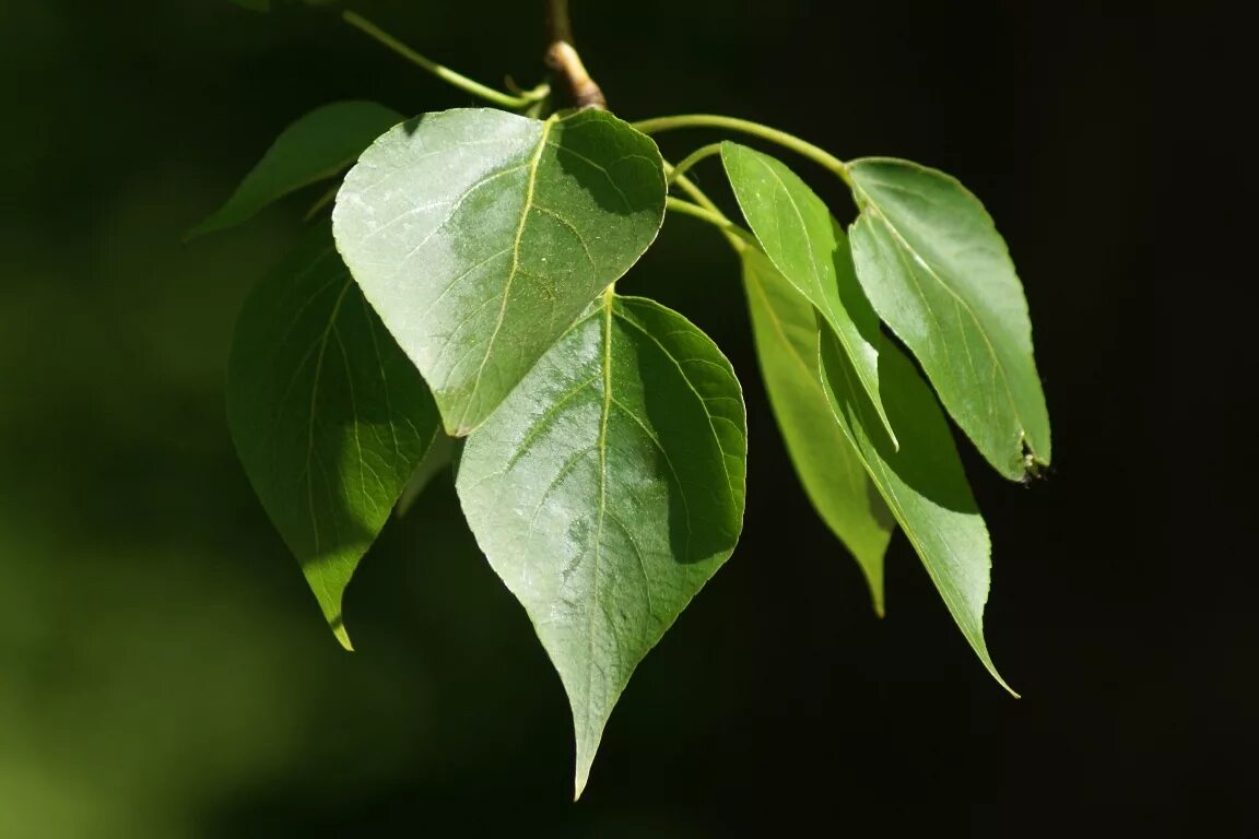 Листок тополя. Тополь дерево лист. Тополь черный осокорь листья. Тополь черный осокорь листья. Тополь дрожащий осина.