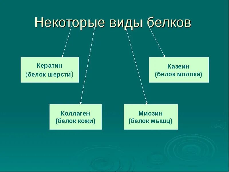 Белок 6 класс биология. Разновидности белков. Разнообразие белков. Виды белков биология. Какие типы белков бывают.