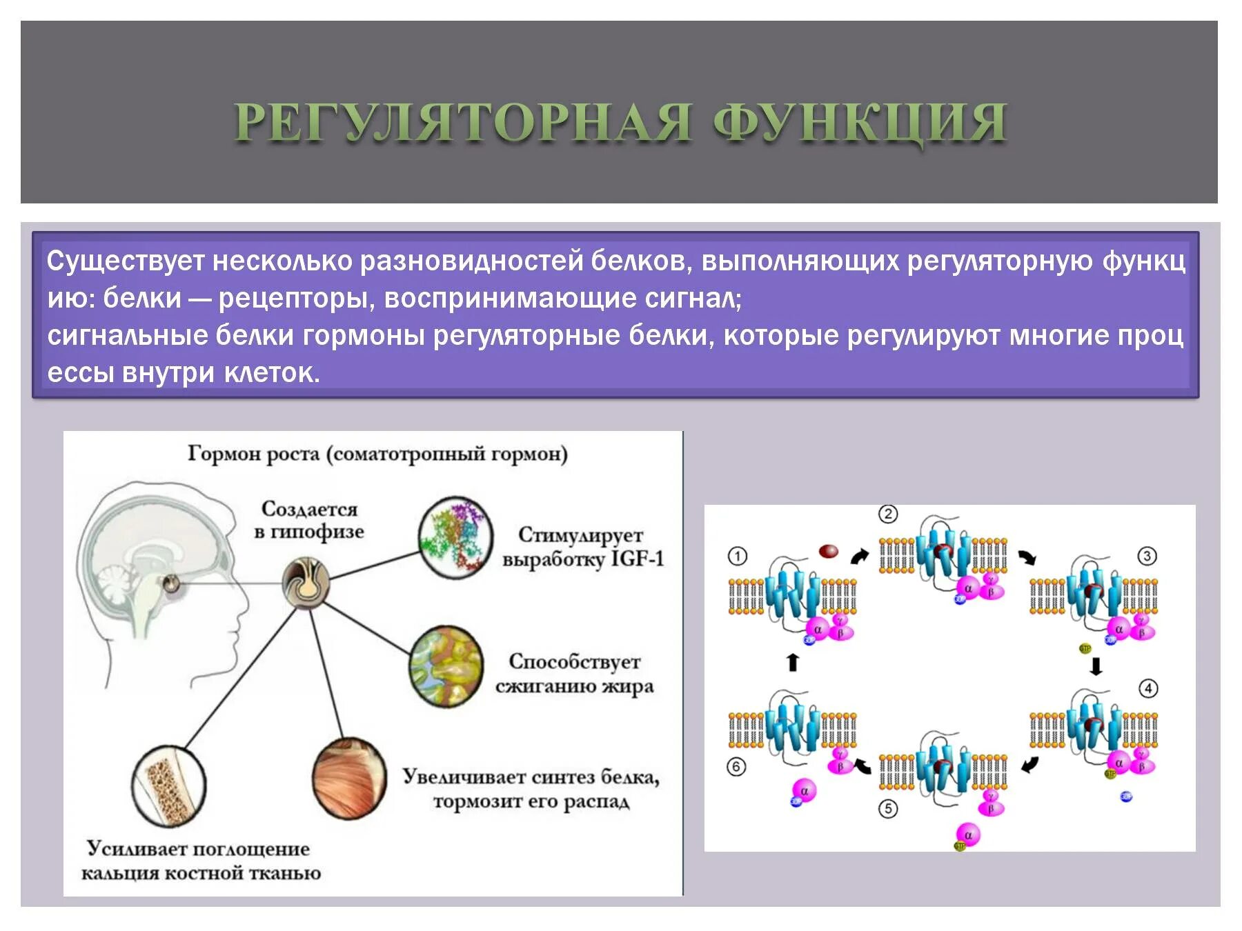 Регуляторная функция белков регуляторные белки. Белки гормоны регуляторной функции. Регуляторную функцию выполняют. Регуляторная функция белков роль. Пояснить главную функцию белков