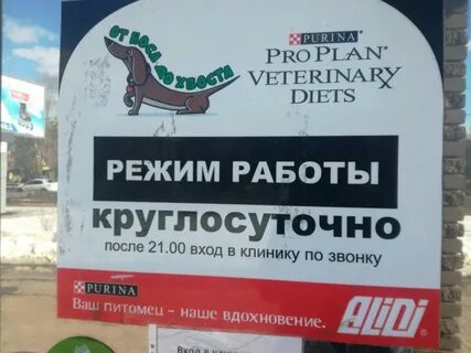 От носа до хвоста