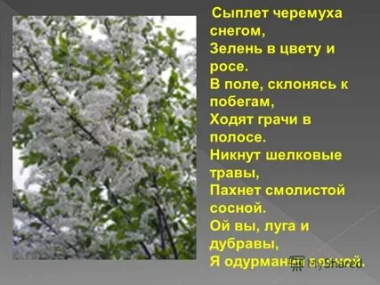 Есенин грачи