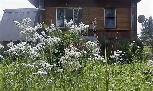 Растения шарья. Примула кортузовидная primadiente rose. Кострома природа кострома. Цветочный магазин город вольск. Река ветлуга варнавино.