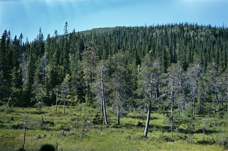 Растительные сообщества мурманской области. Лапландский заповедник. Лапландский лес заповедник. 2. Лапландский заповедник Мурманская область. Лапландский лес заказник Мурманская область.