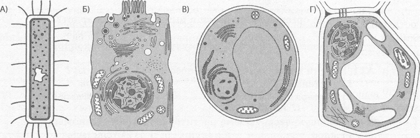 Строение растительный и животных клеток грибной и бактериальной. Клетка животного растения гриба бактерии. Строение клетки растения животного гриба и бактерии. Строение растительной животной грибной и бактериальной клеток. Огэ биология бактерии
