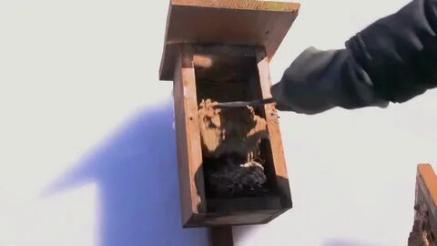 Скворечник изнутри видео