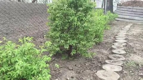 Расстояние при посадке жимолости