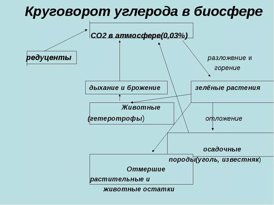 Этап круговорота углерода в биосфере. Процесс круговорота углерода. Цикл углерода схема. Круговоротуглерода в биосвферре. Цикл углерода кратко.