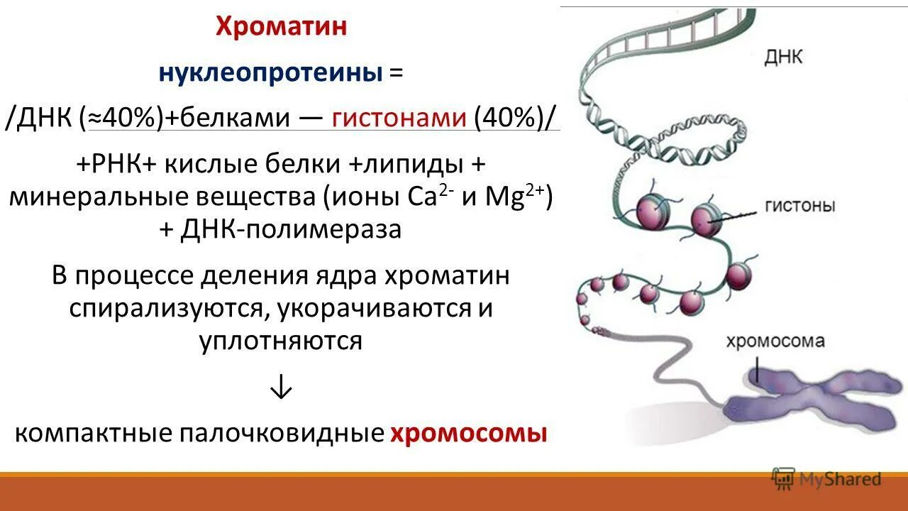 Белки гистоны функции. Белки гистоны функции