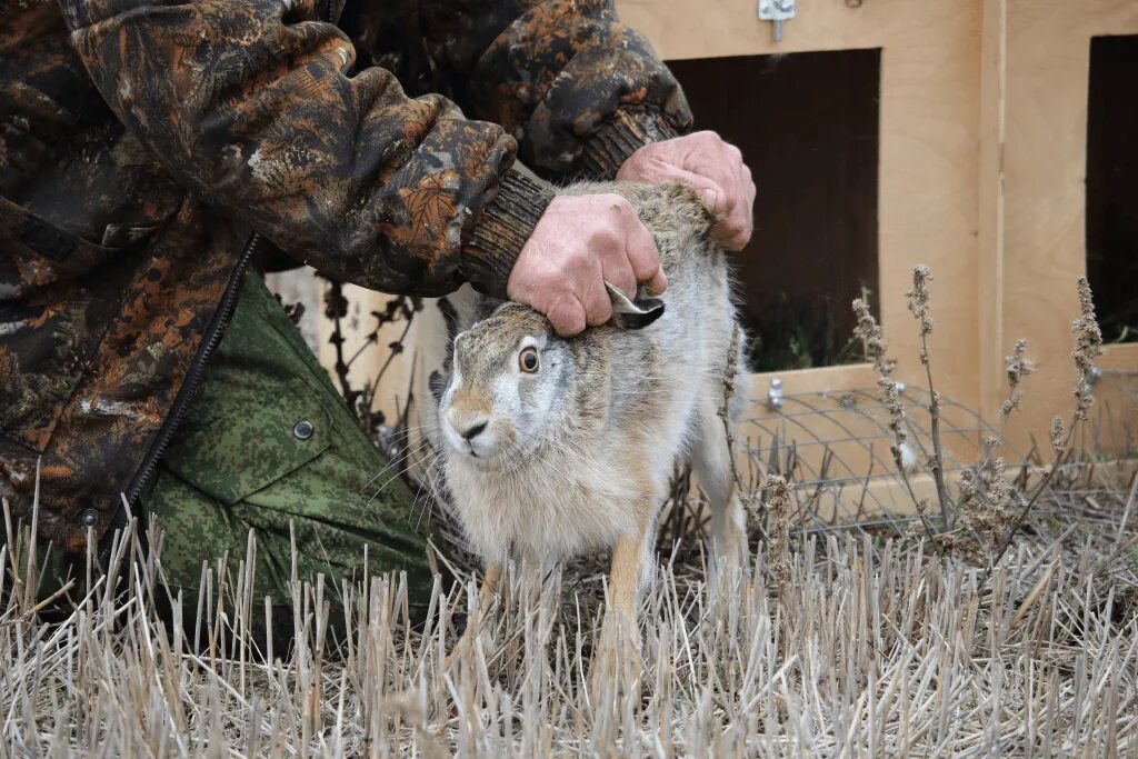 охота на зайца 2023 2024 видео