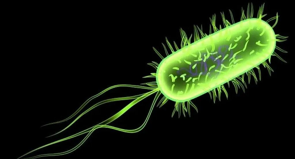 Бактерия escherichia coli. Эшерихия кишечная палочка. Микроорганизм escherichia. Микроорганизм escherichia. Бактерии эшерихии.
