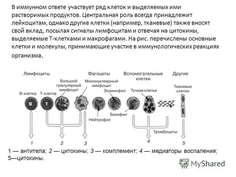 Клетки участвующие в иммунном ответе