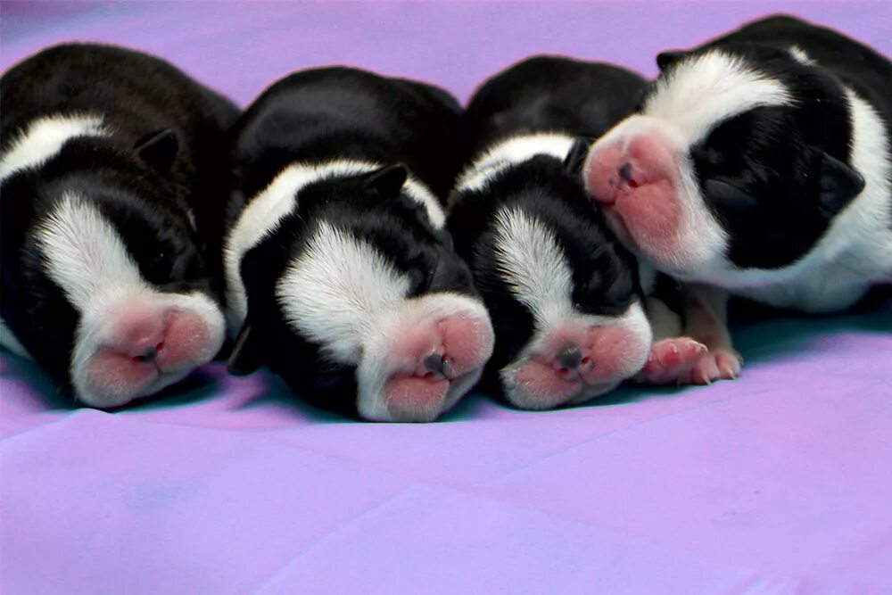 щенок чихуахуа 1 месяц. белые щенки чихуахуа 1 месяц. щенки хаски новорожденных. щенята 1 день. корги собака 1 месяц.