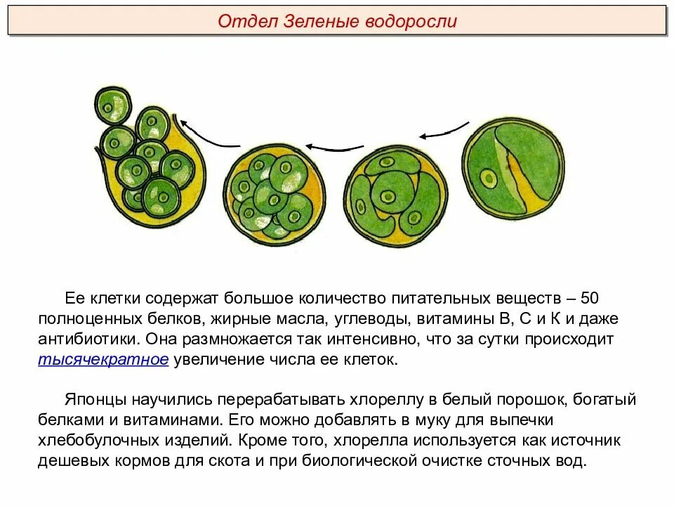 Клетки водорослей образованы