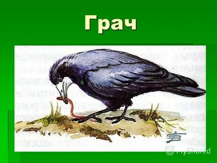 Вылетели грачи