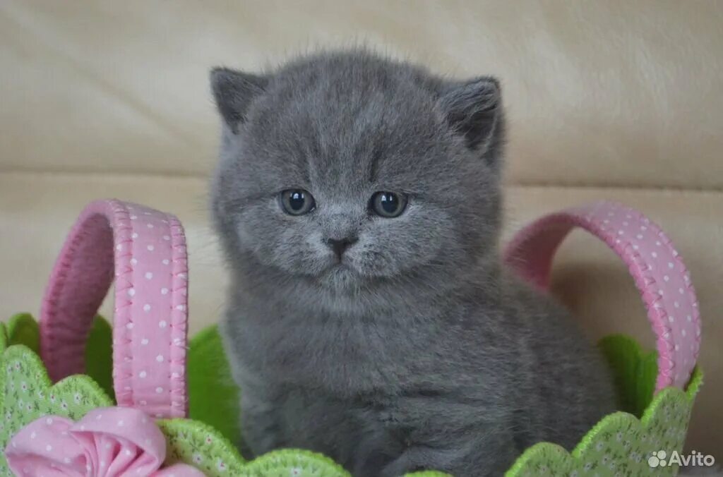 Серый котенок купить. Голубые скоттиш страйт котята. Голубой шотландский котенок прямоухий. Шотландские котята голубые скоттиш страйт. Шотландские котята страйт голубой.