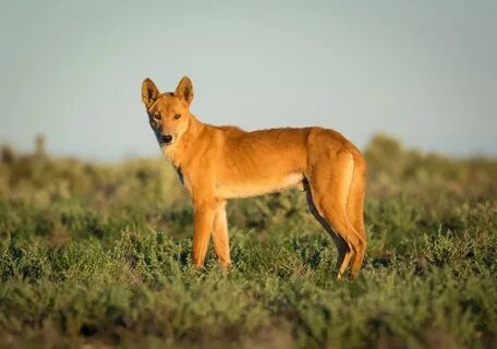 Dingo wiki