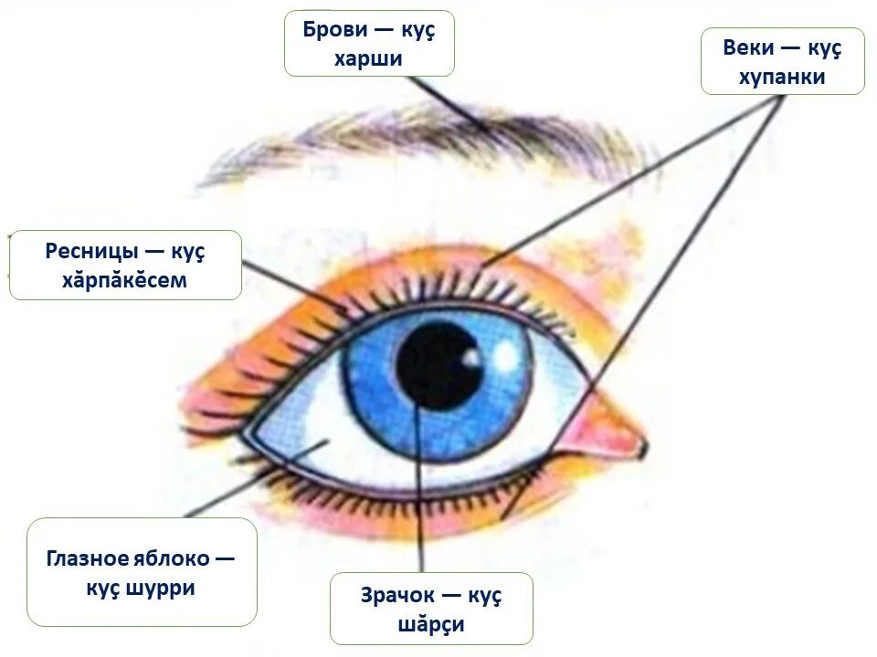 Наружное строение глаза человека схема. Внешнее строение глаза человека схема. Строение глаза для дошкольников. Строение человеческого глаза. Глаз человека для детей