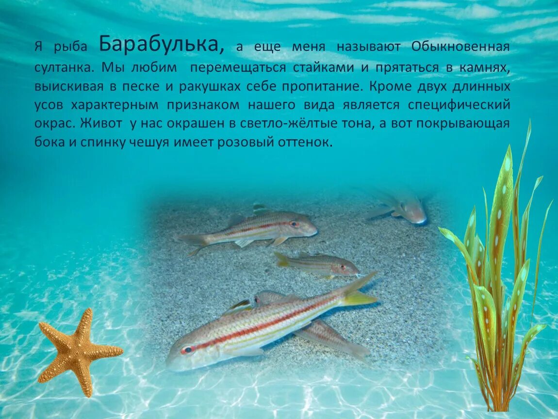 Текст песни барабулька. Текст песни барабулька. Барабулька размеры. Текст песни барабулька. Золотистая барабулька.