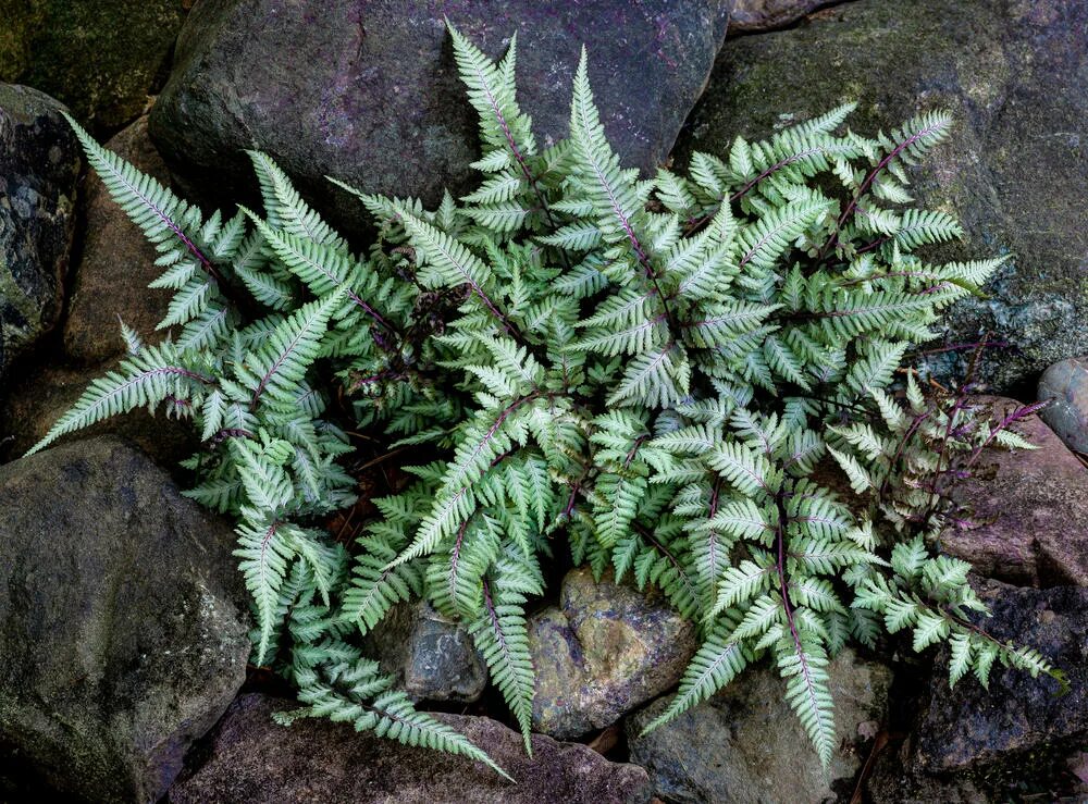 Кочедыжник фото и описание. Папоротник кочедыжник ниппонский. Папоротник athyrium. Кочедыжник японский металликум. Папоротник кочедыжник ниппонский.