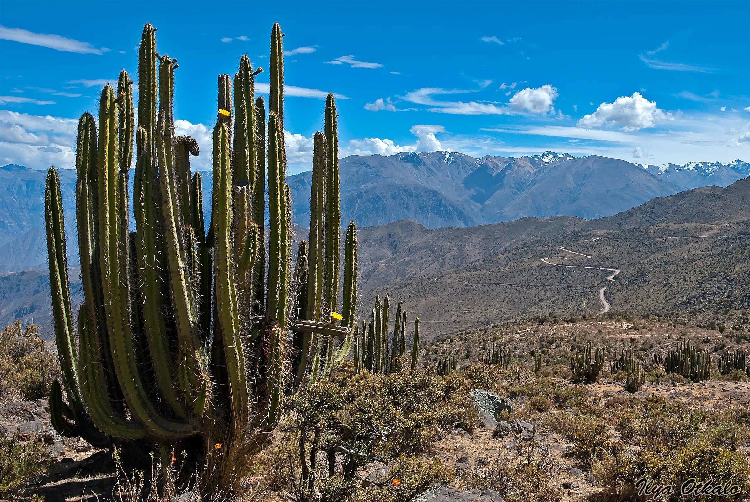Кактусы эндемики Мексики. Природа страны перу