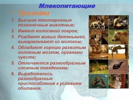Признаки млекопитающих от других животных