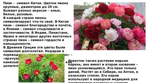 Какое растение символ любви