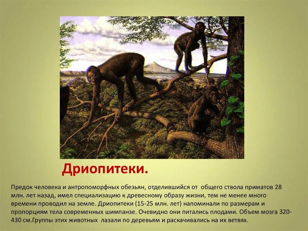 Дриопитеки общие предки. Дриопитеки предки человека. Предок человека и обезьяны. Общий предок человека и обезьяны. Предок человека отделился от приматов.
