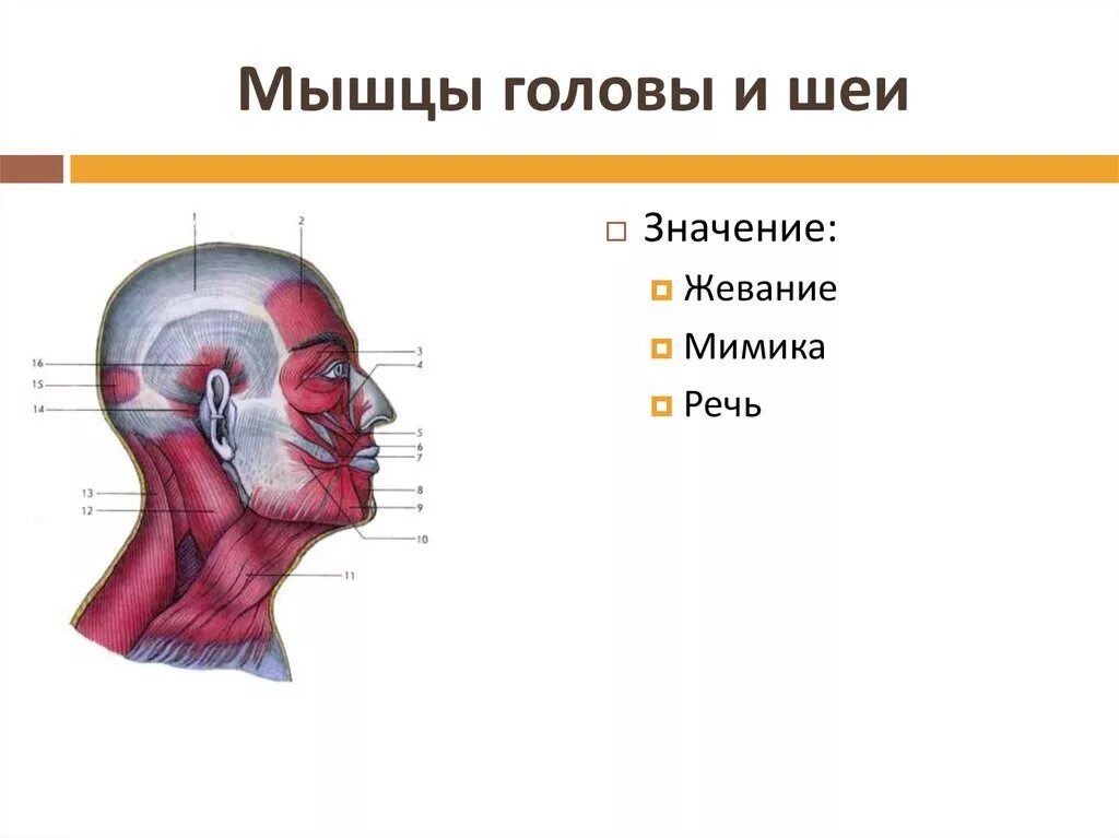 Мышцы головы и шеи вид сбоку. Мышечная система головы и шеи человека анатомия. Мышцы головы и шеи анатомия 8 класс. Опорно двигательная система мышцы головы.