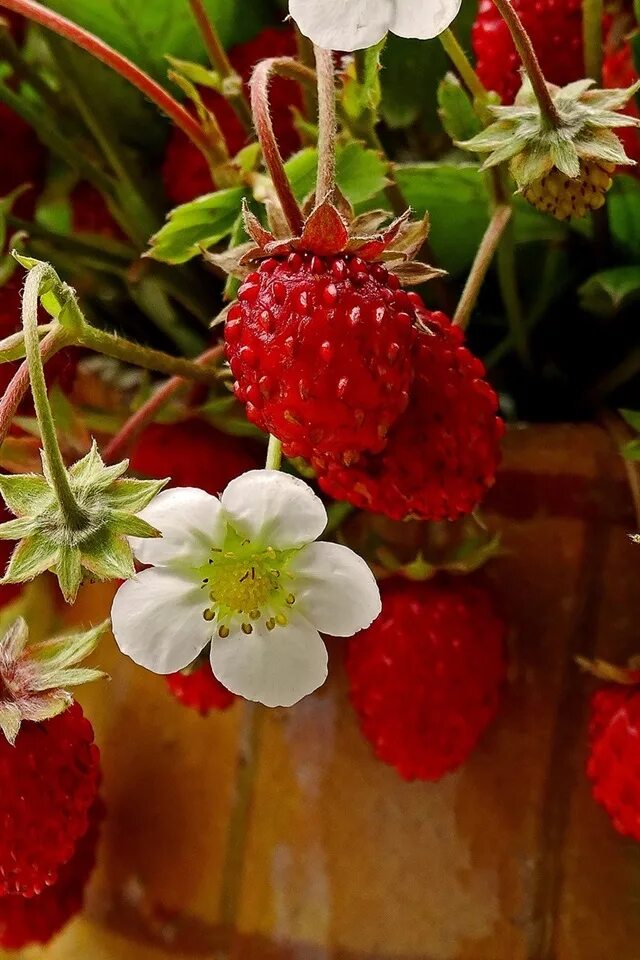 Strawberry flowers