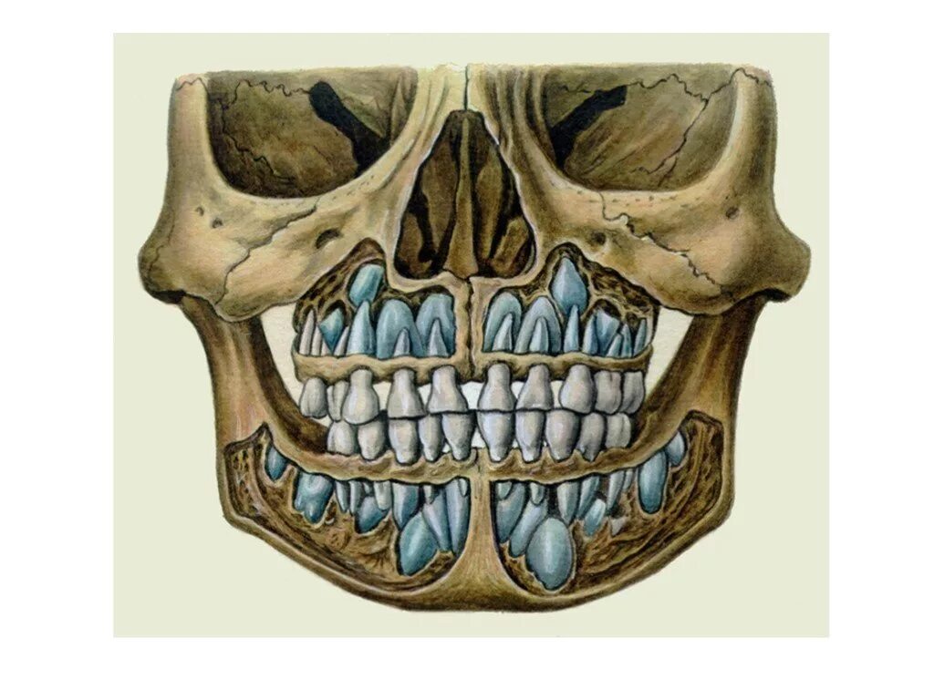Коренной зуб в челюсти. Строение верхней челюсти человека с зубами. Строение челюсти человека снизу. Молочные зубы строение челюсти. Анатомия зубов верхней челюсти человека.