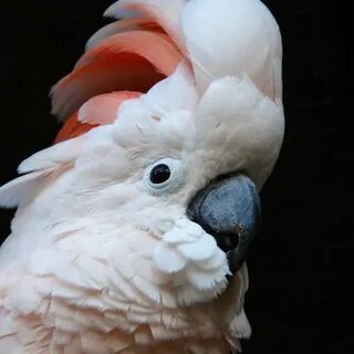 Языку какаду
