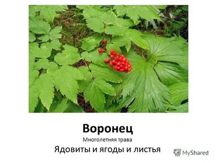Ягоды какого растения ядовиты