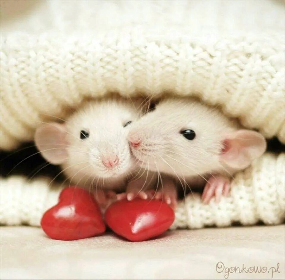 Милая мышь. Милые крыски. Милые мышки. Крыски любовь. Красивая мышь.