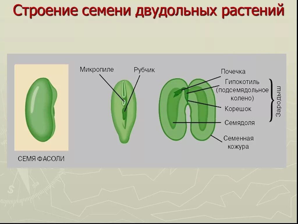 Строение семени покрытосеменных. Зародыш семени двудольных растений. Схема семени двудольного растения. Рисунок строение семя Однодольные и двудольные. Продольный разрез семени двудольных и однодольных растений.