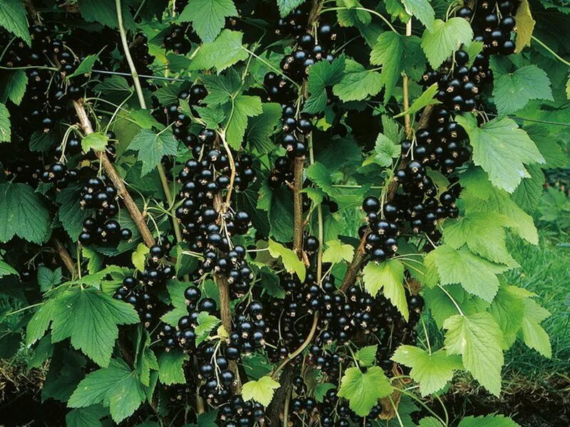 Смородина черная рита. Смородина. Плодовые кустарники (смородина, крыжовник, жимолость). Садовая смородина. Плодовые кустарники смородина.