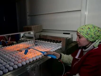 Диспансер птицефабрика
