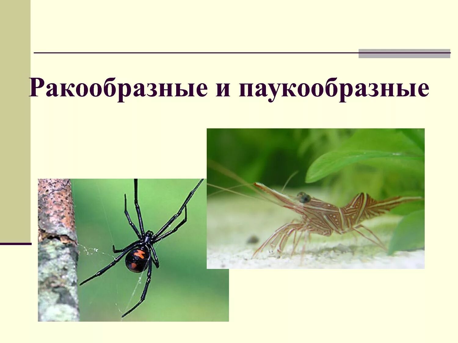 Среда обитания паукообразных