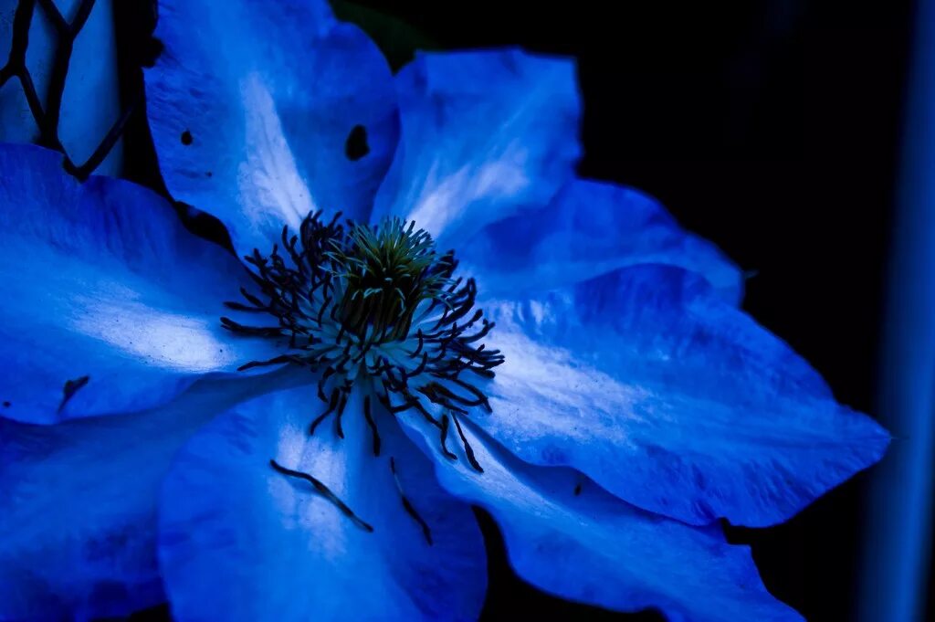 Нигелла голубая. Блуе Фловер. Синие цветочки. Красивые синие цветы. Наклоняешься к голубому цветку и с удивлением