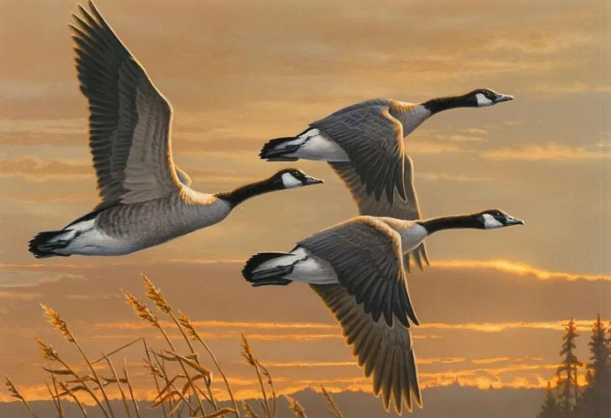Дикий серый гусь. Гуси перелетные птицы. Стая гусей. Охота на белолобого гуся. Стая гусей.