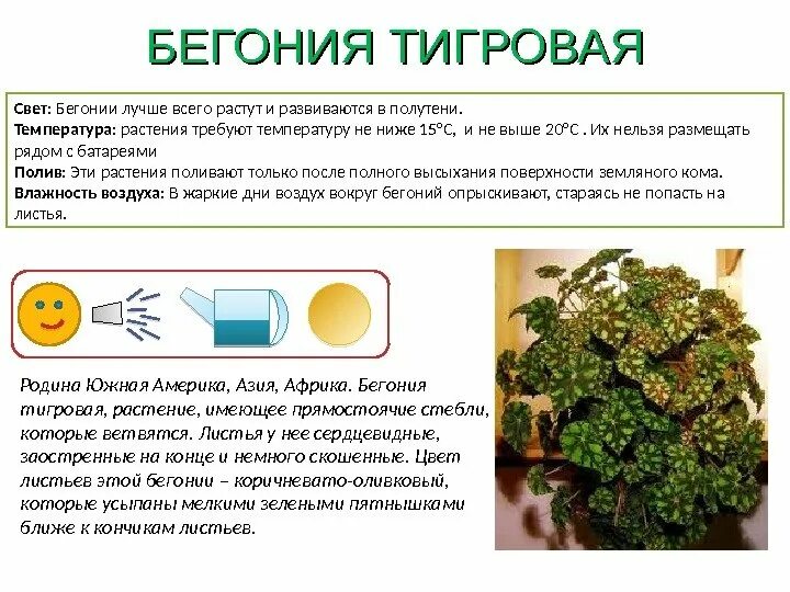 Маркировка цветов в доу