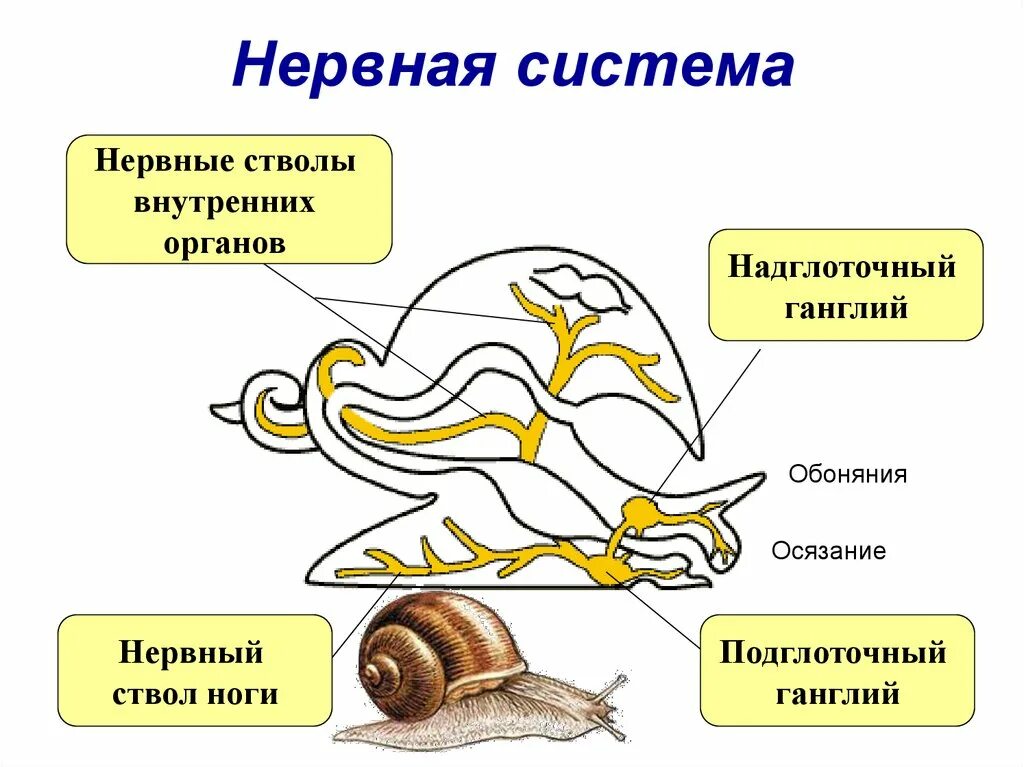 Нервная система брюхоногих моллюсков схема. Схема нервной системы брюхоногого моллюска. Строение нервной системы моллюсков. Строение нервной системы двустворчатых моллюсков. Органы чувств большого прудовика