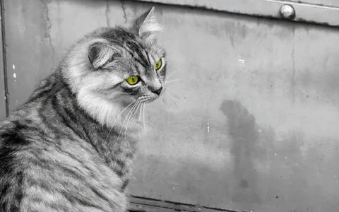 Белый кот с черными полосками
