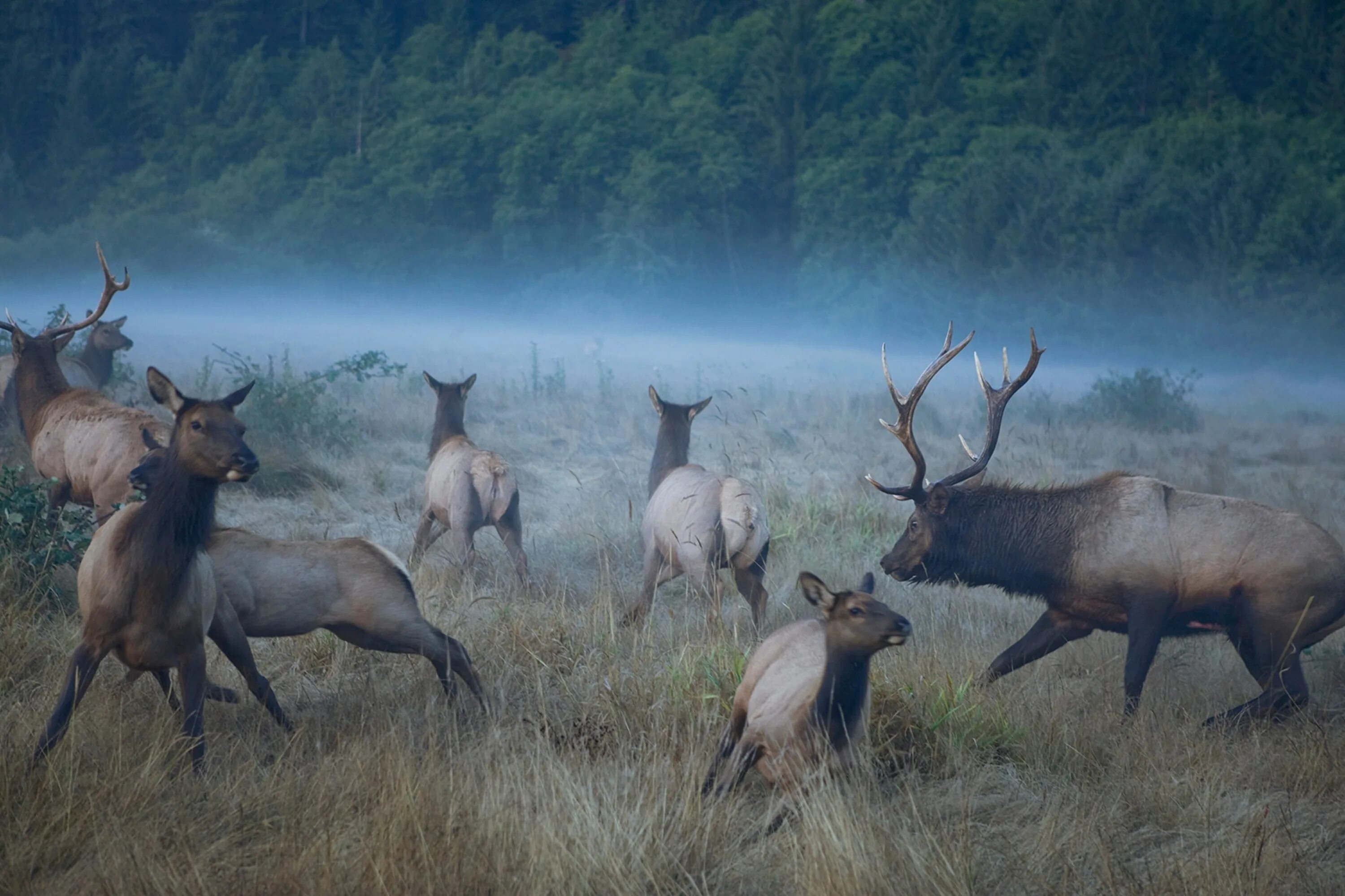 Вапити стадо. Лучшие фото животных National Geographic. Наборы животных National Geographic.