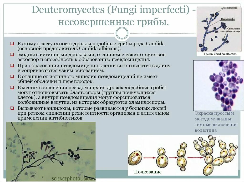 Почему некоторые грибы называют патогенными. Дрожжеподобные грибы рода candida. класс дейтеромицеты, или несовершенные грибы представители. микроскопические грибы рода кандида. дрожжеподобные грибы рода кандида микробиология.