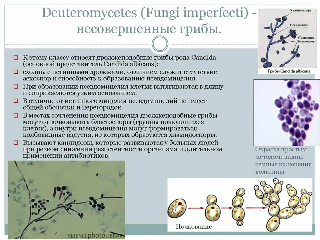 Дрожжеподобные грибы рода Candida. Класс дейтеромицеты, или несовершенные грибы представители. Микроскопические грибы рода кандида. Дрожжеподобные грибы рода кандида микробиология. Почему некоторые одноклеточные грибы называют патогенными