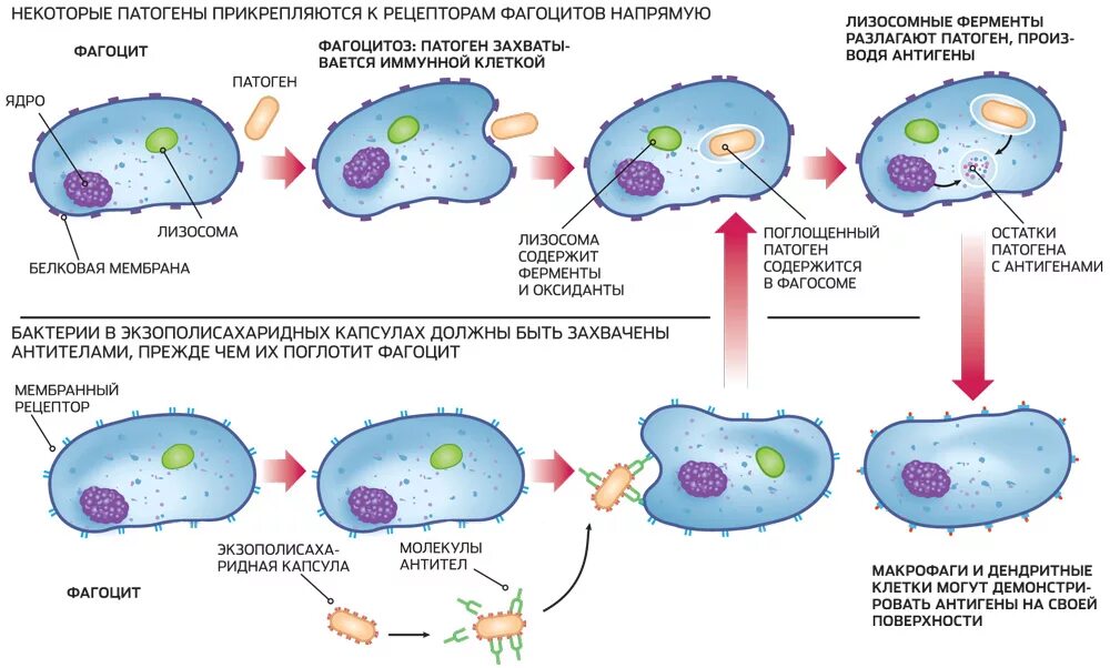 Схема механизма образования иммунитета клеточный фагоцитоз. Фагоцитоз макрофагов схема. Схема фагоцитоза клетки. Схема фагоцитоза в иммунологии. Клетка способная захватывать