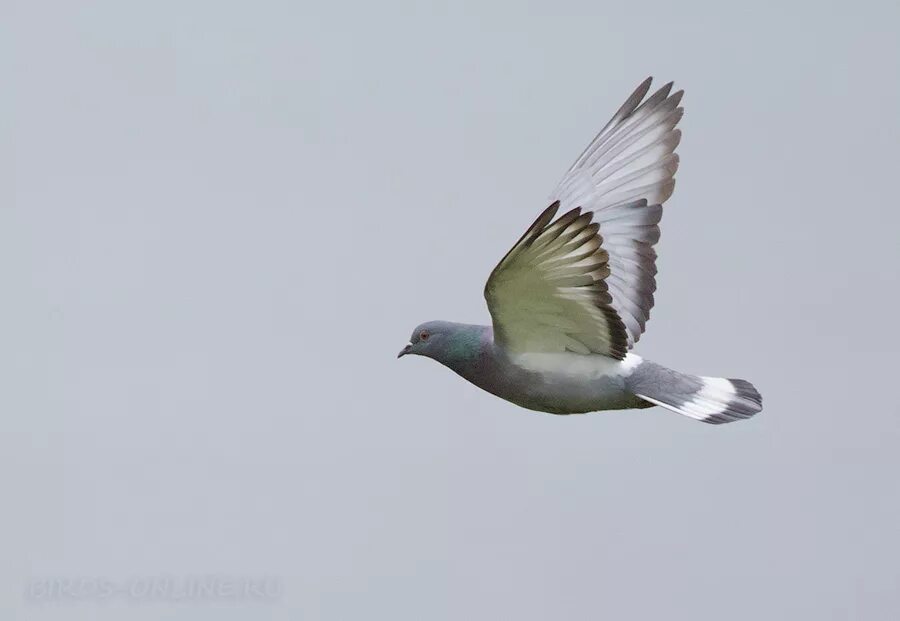 вяхирь голубь. птица с синими перьями на крыльях. лесной голубь вяхирь полет. ласточковый коршун. вяхирь горлица в полете.